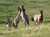 przewalski horses mongolia 2013 blashford snelll