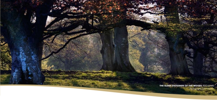 Perthshire Woods Scotland