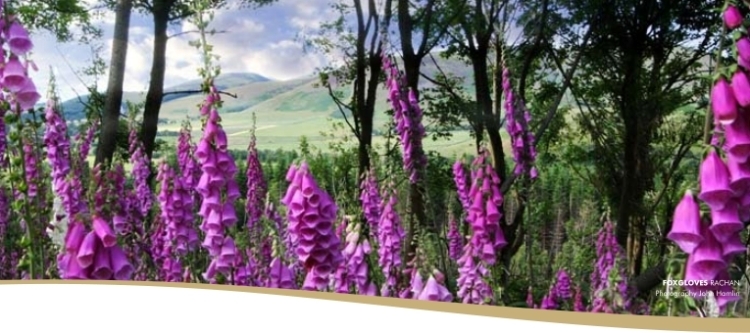 scottish wild flowers