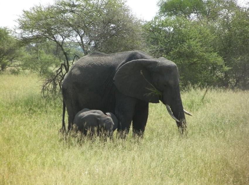 elephants_tanzania_850